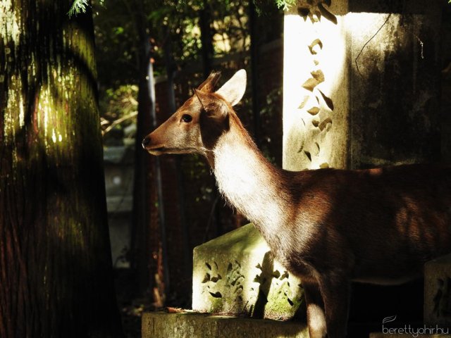 Egy álom valóra vált - Seba Japánban 34